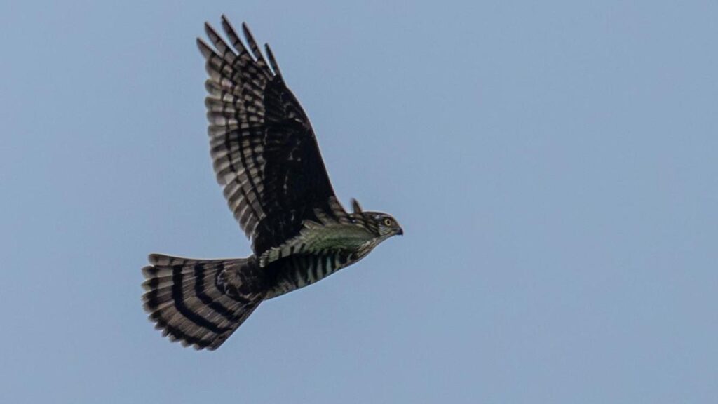 First documented sighting of Japanese sparrowhawk in mainland India reported from Chennai