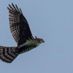 First documented sighting of Japanese sparrowhawk in mainland India reported from Chennai