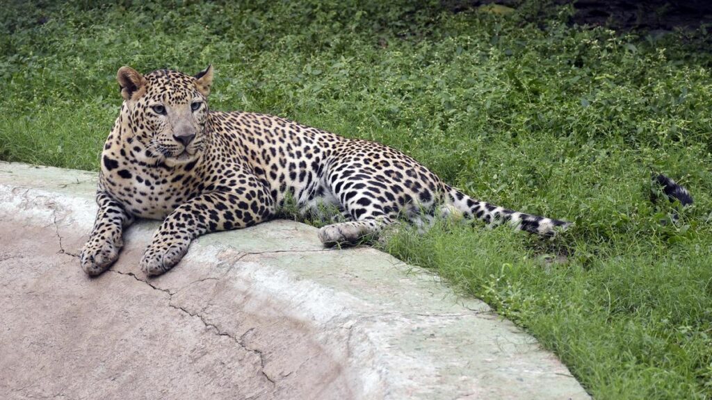 Man-eater leopard should be shot at sight, says Maharashtra Forest Minister