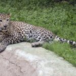 Man-eater leopard should be shot at sight, says Maharashtra Forest Minister