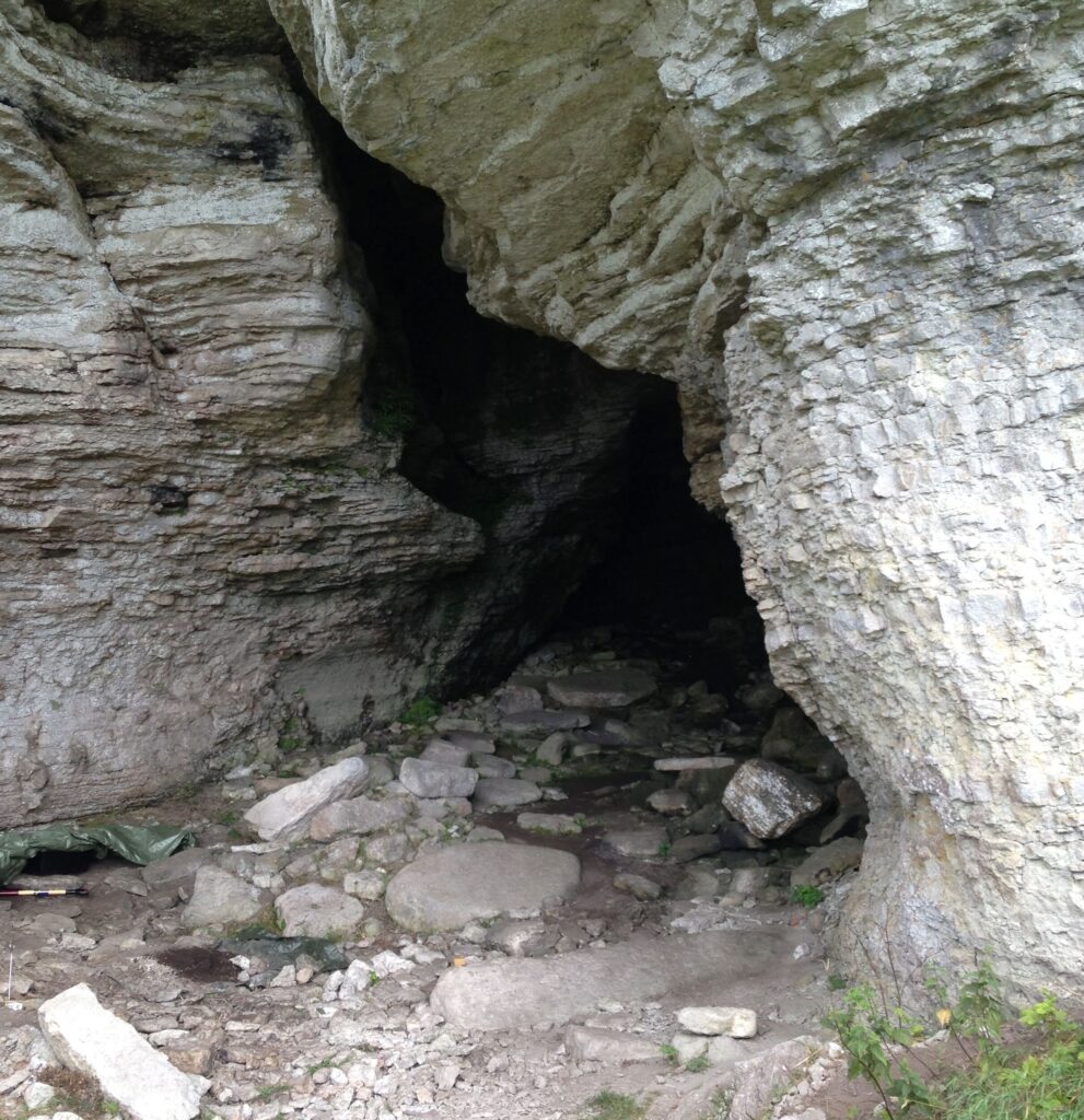 Ancient wolves on remote Baltic Sea island reveal link to prehistoric humans