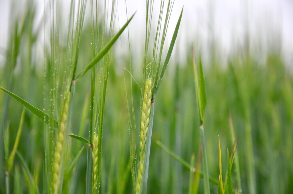 Scientists discover natural defence mechanism to BYDV