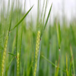 Scientists discover natural defence mechanism to BYDV