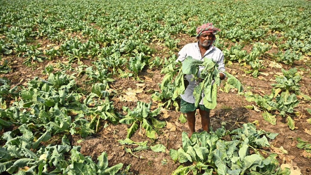 Cyclone Montha leaves cauliflower farmers in distress in Krishna district