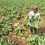 Cyclone Montha leaves cauliflower farmers in distress in Krishna district